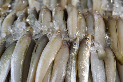 Close-up of fish for sale in market