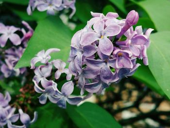 Close-up of purple flowers blooming outdoors