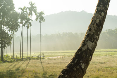 Trees on field during foggy weather