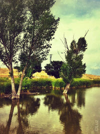 Reflection of trees in lake
