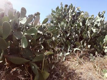 Close-up of plants growing on field