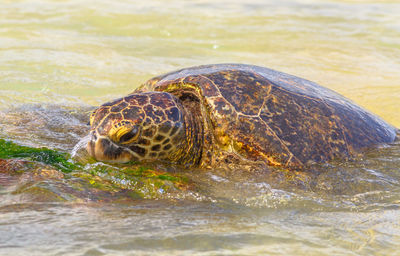 Close-up of turtle in sea