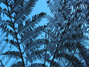 Close-up of tree during winter