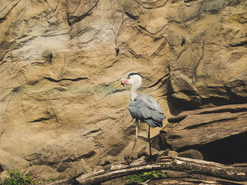 Bird perching on rock