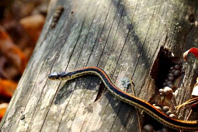 Close-up of snake on wood