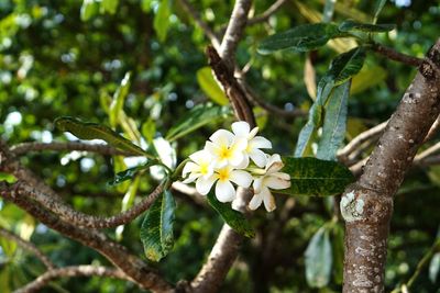 Close-up of fresh flowers blooming on tree