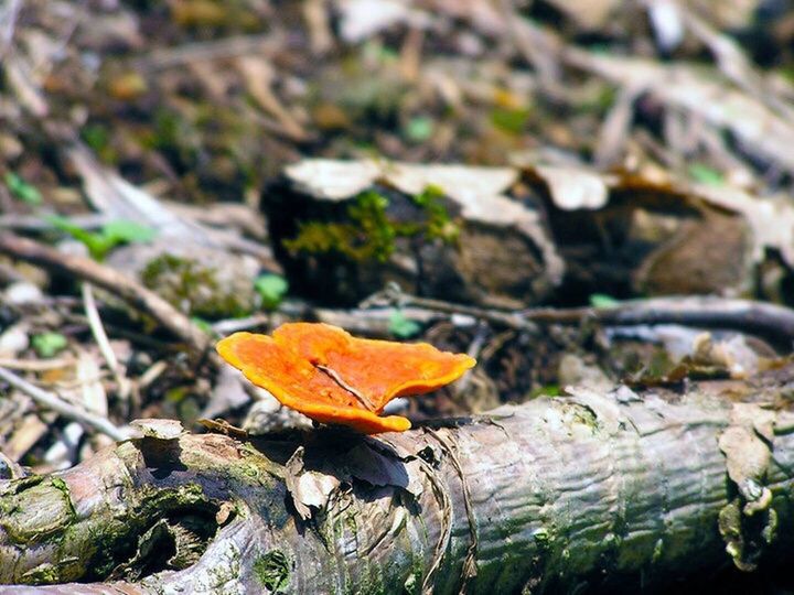 CLOSE-UP OF ORANGE LEAF ON MOSS