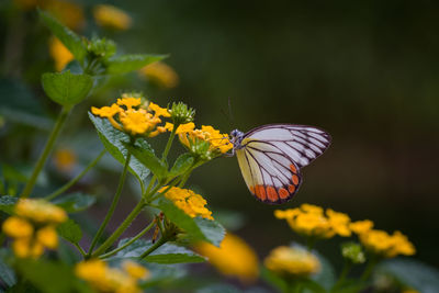 Close-up of butterfly pollinating on yellow flower