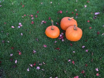 High angle view of pumpkins on field