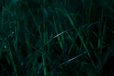 Full frame of water drops on grass