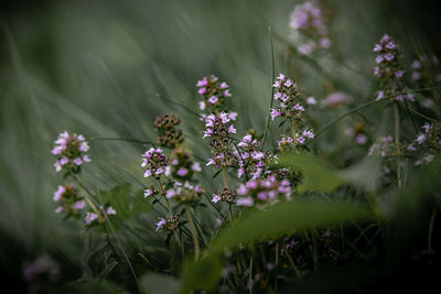 Close-up of purple flowering plants on field