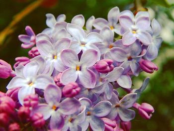 Close-up of purple flowers blooming outdoors