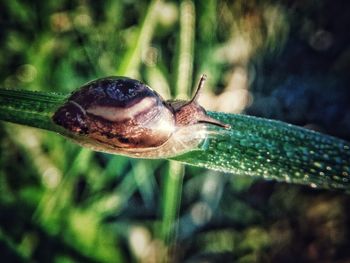 Close-up of insect on leaf