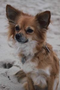 Close-up portrait of dog