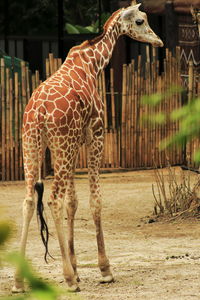 Giraffe standing in zoo