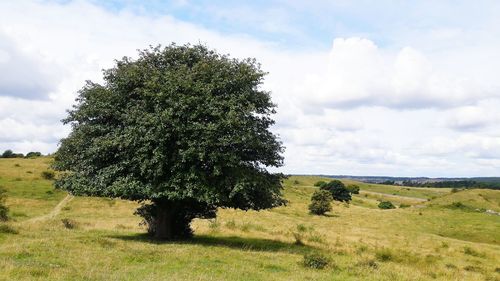 Trees on grassy field