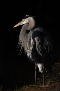 View of bird perching on field