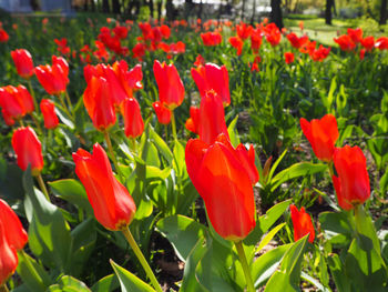 Close-up of red tulips in field