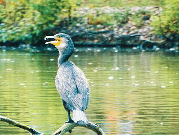 Close-up of bird perching on a lake