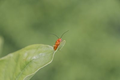 Close-up of insect on plant