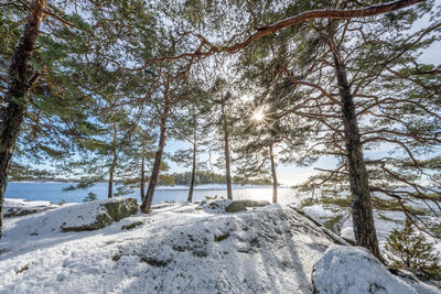 Trees on snow covered landscape