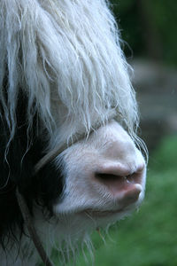 Close-up of a horse