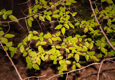 Close-up of red leaves on tree