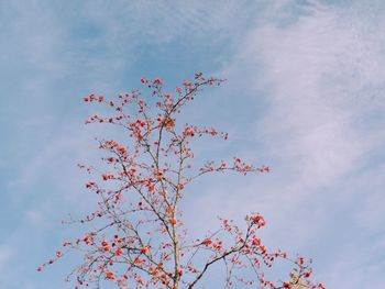 Low angle view of flowering plant against sky