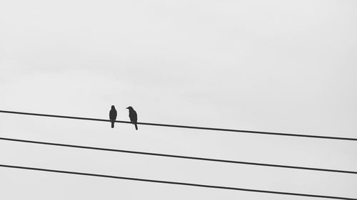 Low angle view of silhouette birds flying against clear sky