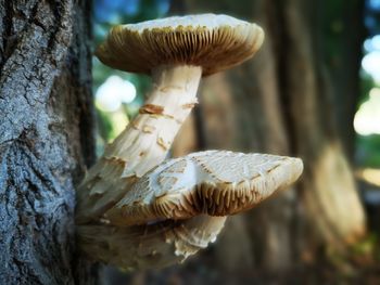 Close-up of mushroom growing on tree trunk