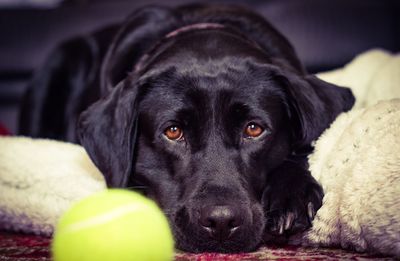 Portrait of black dog lying down on bed