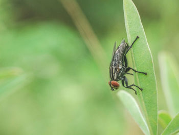 Close-up of insect on leaf