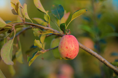 Close-up of apple on tree
