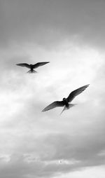 Low angle view of bird flying against sky