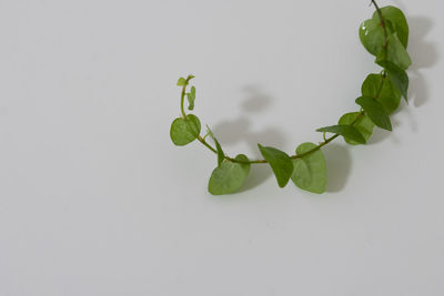 Close-up of plant against white background