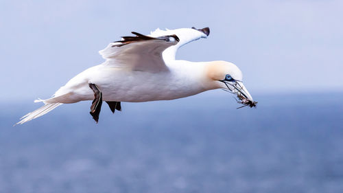 Low angle view of bird flying with prey in sky