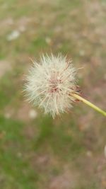 Close-up of dandelion