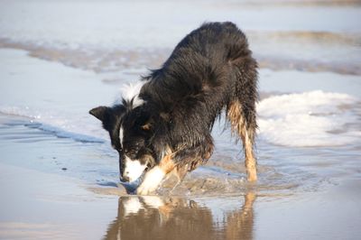 Dog on wet river