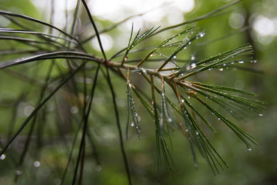Close-up of water drops on spruce leaves