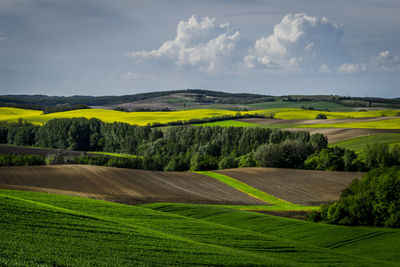 Scenic view of agricultural field against sky