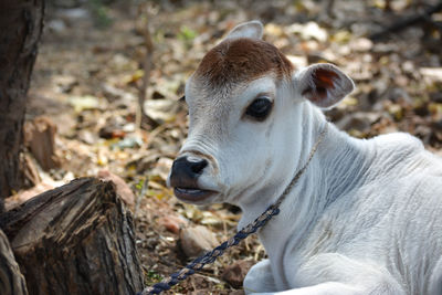 Close-up of a horse on field