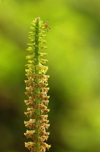 Close-up of insect on plant