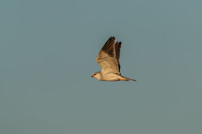 Low angle view of bird flying against clear sky