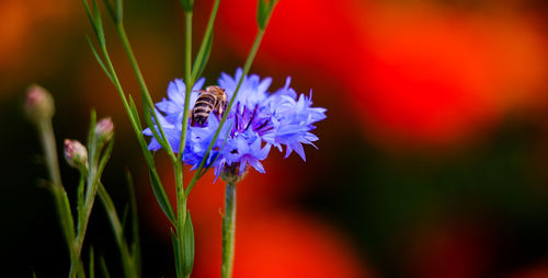 Close-up of insect on flower