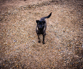 High angle view of dog standing on field