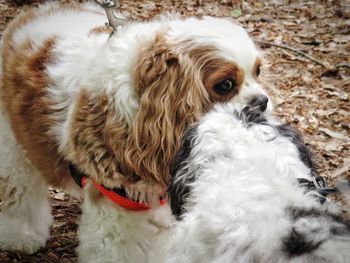 Close-up of a dog