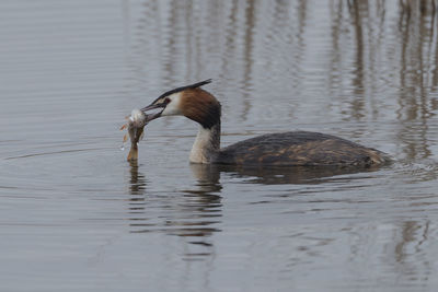 Duck swimming in lake