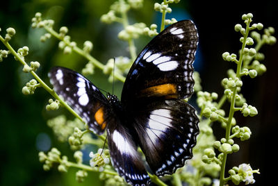 Close-up of butterfly on purple flower