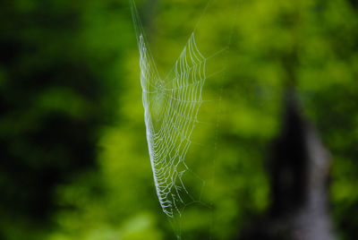 Close-up of spider on web