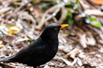 Close-up of a bird looking away